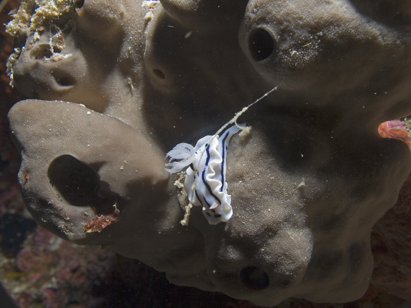 Nudibranch, Staghorn Crest